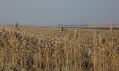 images_agrosfera_vesti_Polje