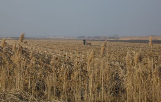 images_agrosfera_vesti_Polje