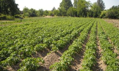 images_agrosfera_vesti_krompir_organski_Soksic_Taras