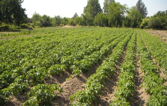 images_agrosfera_vesti_krompir_organski_Soksic_Taras