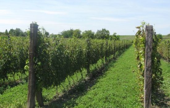 images_agrosfera_vesti_vinograd