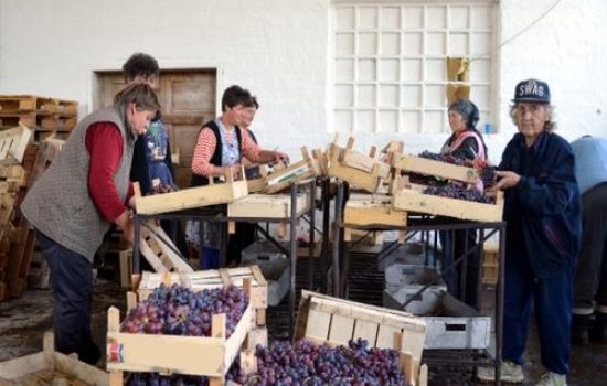 vrsacki vinogradi sortiranje grožđa
