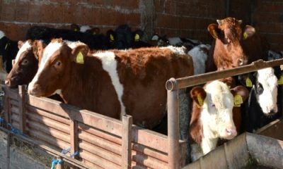 junad-u-stali