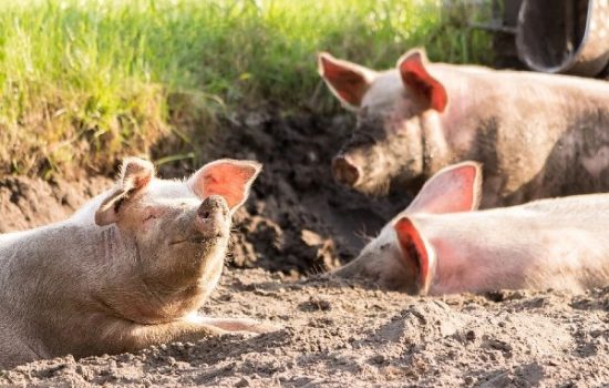 kako-da-pomognemo-svinjama
