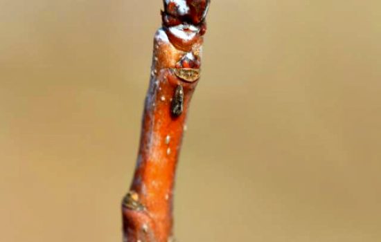 kruskina-buva-pis-1