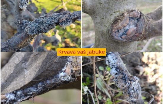 krvave vaši jabuke
