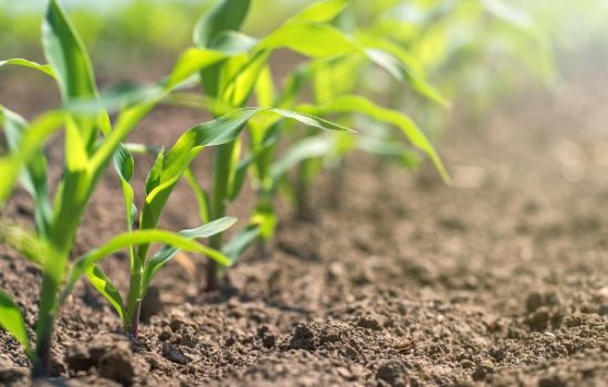 Young green corn growing on the field. Young Corn Plants.