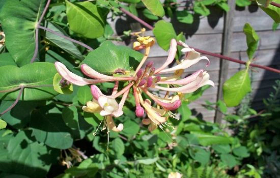 lonicera