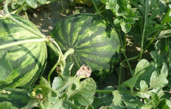 lubenica-watermelon