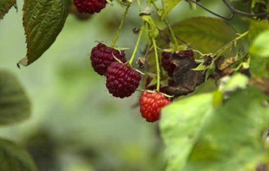 maline-plod-1-1