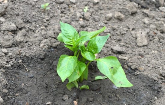paprika