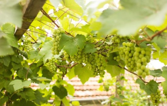 pergola-grozdje