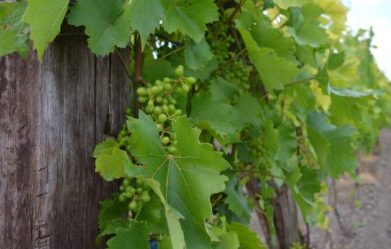 podizanje-vinograda