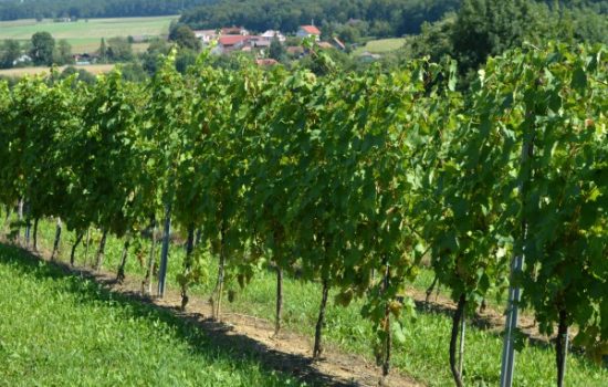 podsticaji-za-vinograde