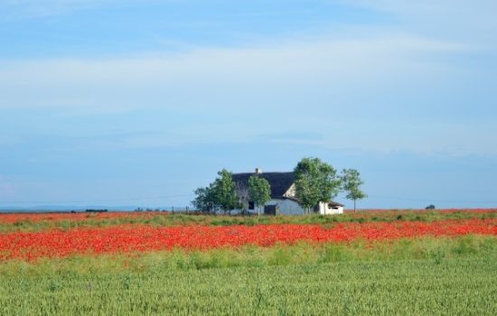 polje