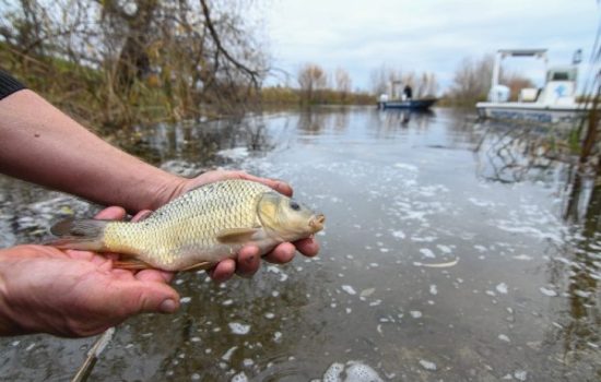 poribljavanja sezona