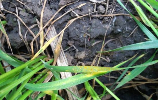psenica-Puccinia-spp.-i-E.graminis