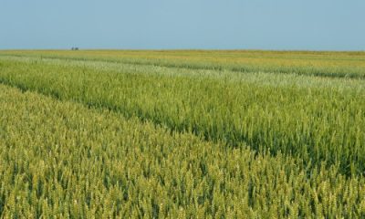 psenica-polje-vise-sorti