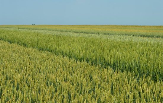 psenica-polje-vise-sorti