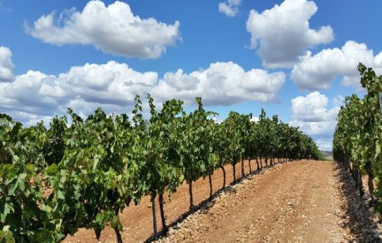 registracija-vinograda-1