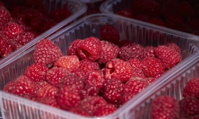 rod-maline