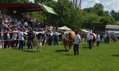 sajam-izlozba-stoke