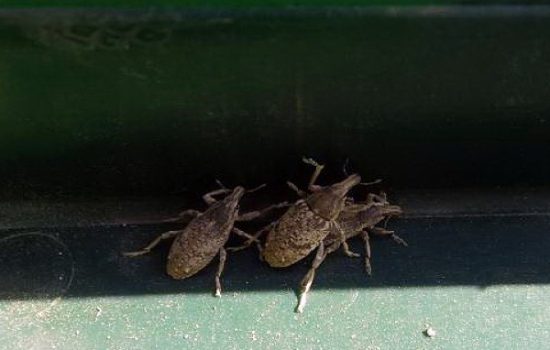 secerne-repe-repina-pipa