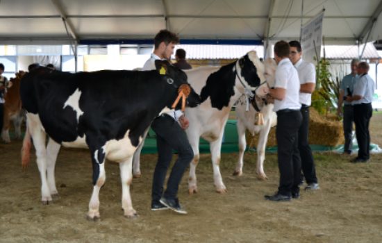 Izložba nagrađenih grla na AGRI 2016.