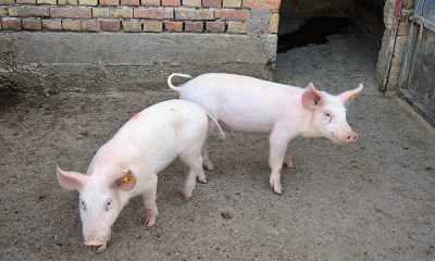 svinjarstvo