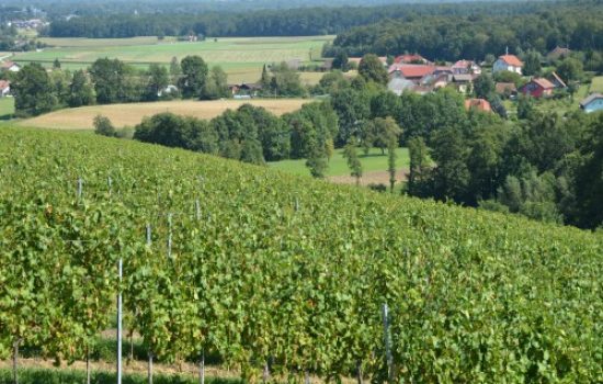 vinograd-na-padini