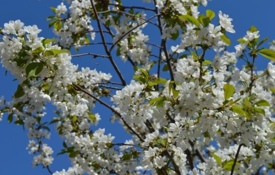 visnja-april