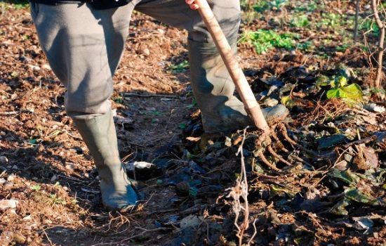 A farmer uses a fork to mix leaf mulch into the upper layer of soil and turns it over with a pitch fork,  in December a field in Udine Province, Friuli-Venezia Giulia, north east Italy