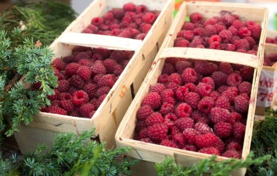 zastita-maline-posle-berbe