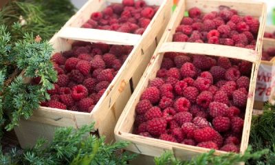 zastita-maline-posle-berbe