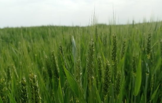 zastita-psenica