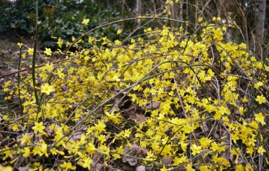 zimski-jasmin